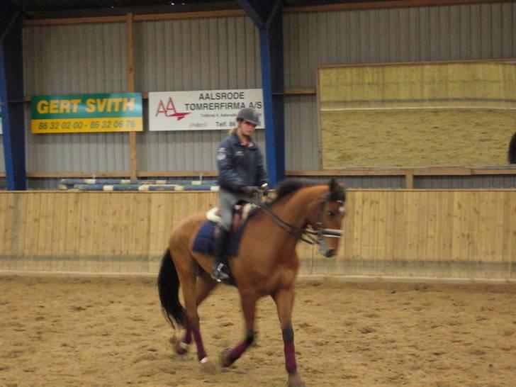 Dansk Varmblod Excalibur Fight(Calle)død - Min Calle mus <3 Du er bare vidunderlig..  billede 9