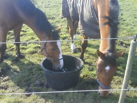 Dansk Varmblod Excalibur Fight(Calle)død - Calle og Donner på fold igen :) De bare bedste venner. billede 10