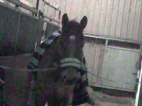 Dansk Varmblod Excalibur Fight(Calle)død - Calle lige klar til en ridetur :)  billede 11