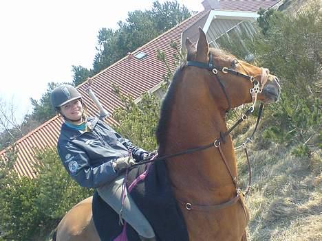 Dansk Varmblod Excalibur Fight(Calle)død - På vej hjem fra stranden.. Uhh han nød det sammen med Donner :) billede 12