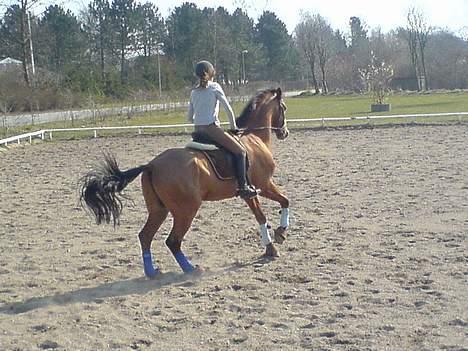 Dansk Varmblod Excalibur Fight(Calle)død - Lige midt i et changement..  billede 13