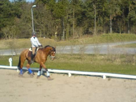 Dansk Varmblod Excalibur Fight(Calle)død - Dejlige hyp :) Han er bare ikke til at stå for den dejlige drengerøv <´3 billede 14