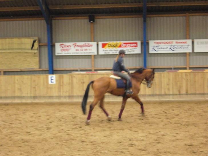 Dansk Varmblod Excalibur Fight(Calle)død - Calle <3 Du var så fin den dag.. Nøjh hvor ville jeg ønske vi kunne få sådan en ridetur igen.. Men nej :´(  billede 15