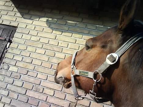 Dansk Varmblod Gin - Uhh.. Det er bare så dejligt at blive striglet. billede 8