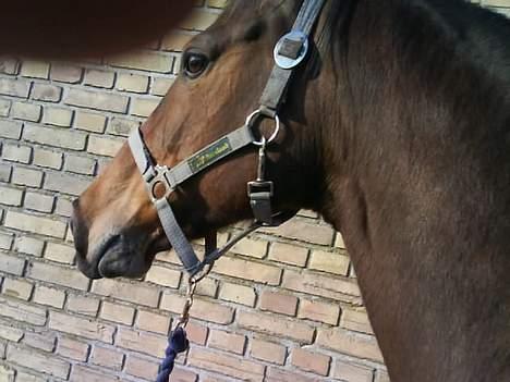 Dansk Varmblod Gin - Det er bare så hyggeligt.. Hun elsker at blive striglet billede 9