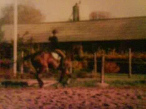 Dansk Varmblod Gin - Uhh så fiin hun er.. Min smukke hest.. Så synd hun ikke må ride mere :´( billede 10