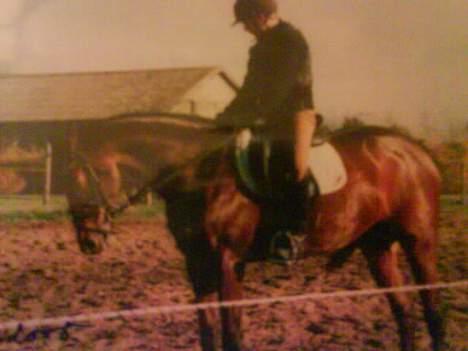 Dansk Varmblod Gin - Hvor er vi bare smukke i dne parade hva Gin ?? Haha :P billede 11