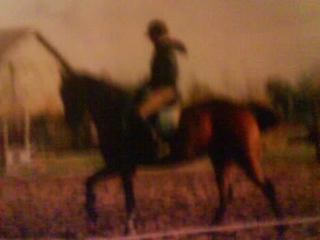 Dansk Varmblod Gin - En fiin galop :) billede 12