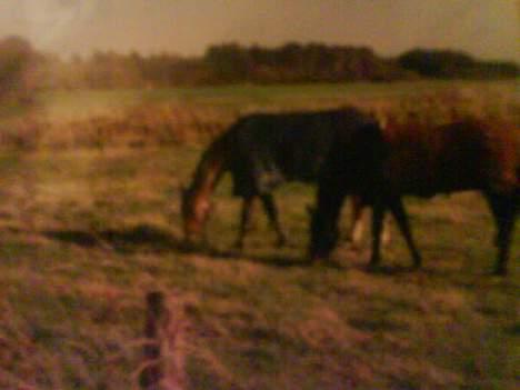 Dansk Varmblod Gin - Calle og Giin musen på fold :) De var bare så gode venner.. Synd de ikke går på fold sammen mere :´( billede 13