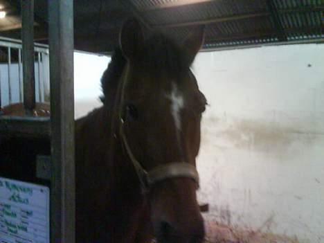 New Forest Nyskovens Actus Solgt - Staldens smukkeste hoved <´3 billede 13