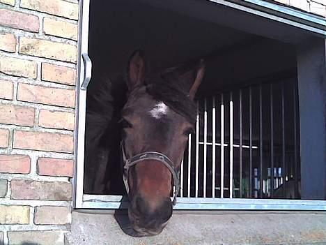 New Forest Newton  ¤Solgt¤ - Newtons smukke hoved. Han er så super dejlig <´3 billede 19