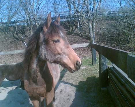 Anden særlig race Søndervangens Diva *solgt billede 15