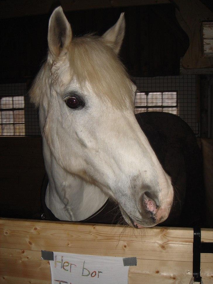 Connemara Skovlundegårds Tilia - Mulle <3 billede 2