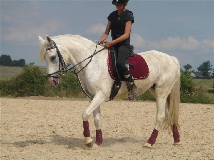 Connemara Skovlundegårds Tilia - mulle i lidt dressur<3 for 3 år siden billede 3