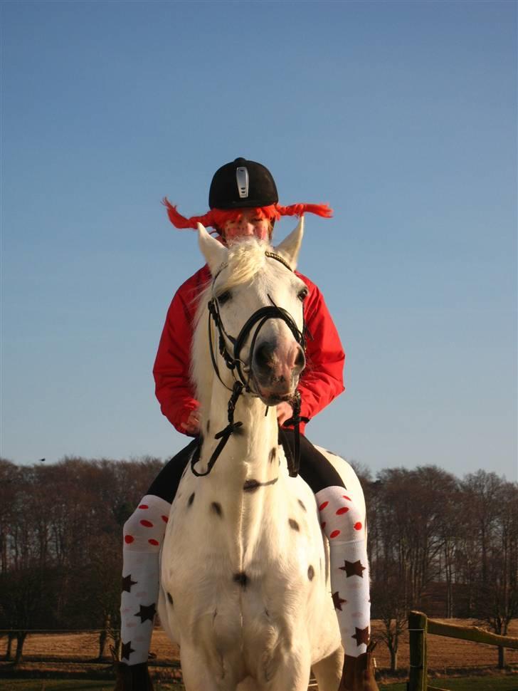 Connemara Skovlundegårds Tilia - Haha, som pippi billede 5