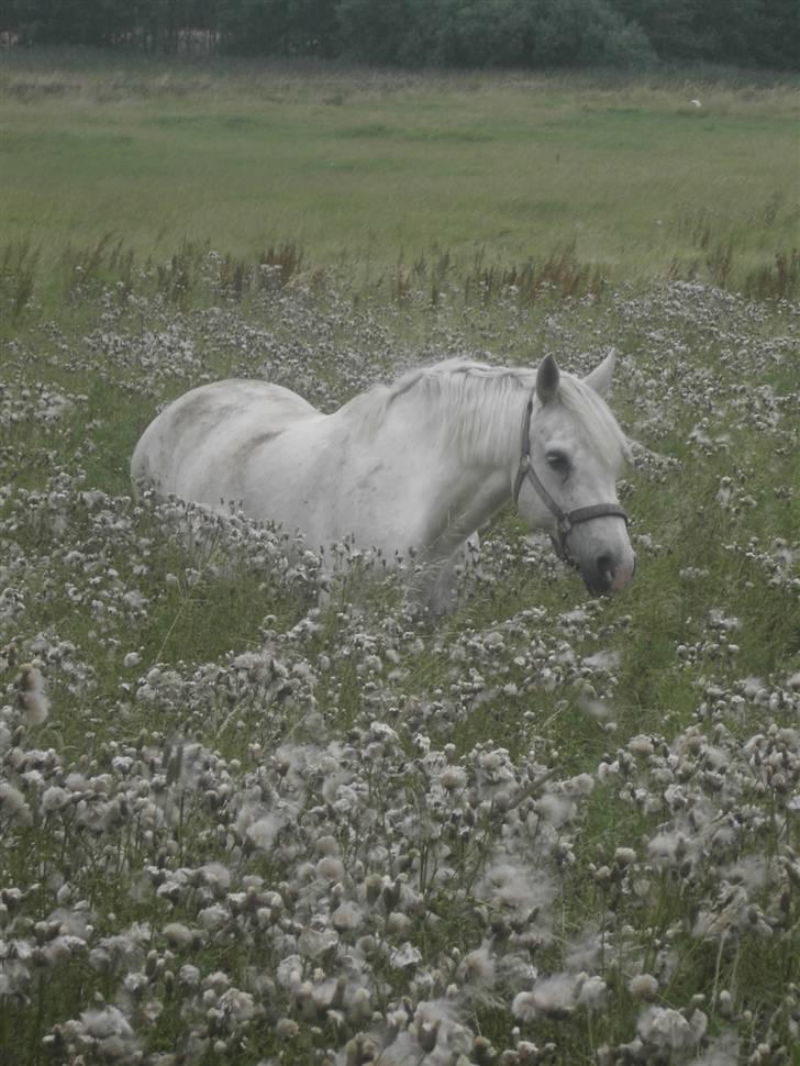 Connemara Skovlundegårds Tilia - min smukke <3  billede 6