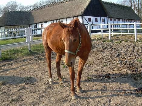 Traver Stormy - Det foto tog Diana da hun fotograferede siste gang hun var her før påsken 07 billede 12