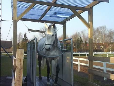 Holstener Niquita (Skimle<'3) - Den smukke på bånd :) billede 1