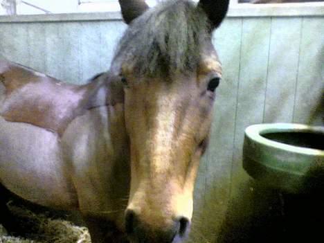 Anden særlig race Ferrytail gammel part :( - Jeg sagde GÅ billede 3