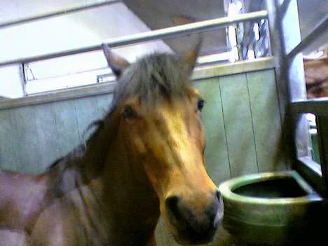 Anden særlig race Ferrytail gammel part :( - gå din vej billede 4