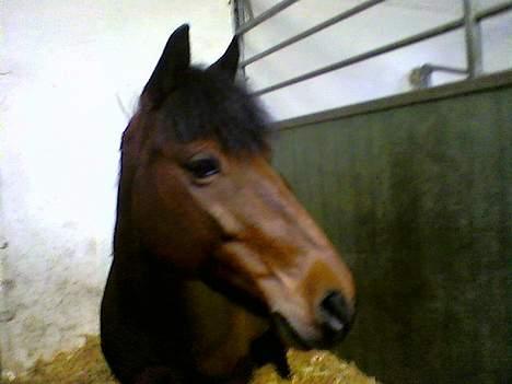 Anden særlig race Ferrytail gammel part :( - se mine fine ører billede 5