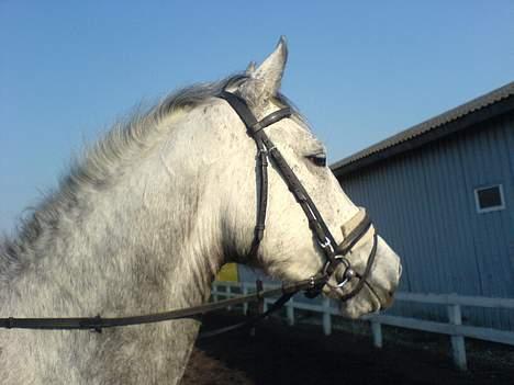 Holstener Niquita (Skimle<'3) - NR. 4    Hendes fine hoved <´3 billede 4