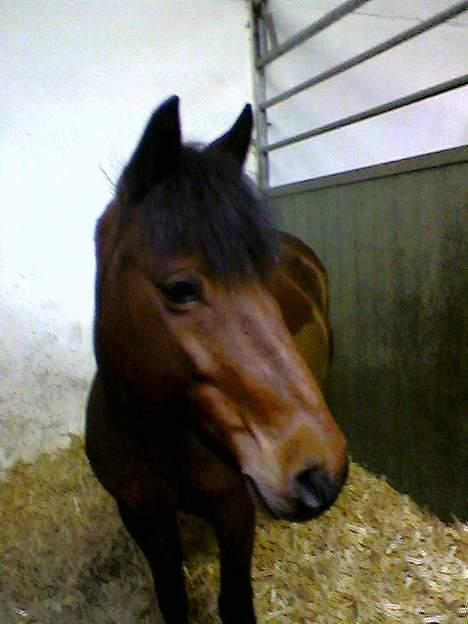 Anden særlig race Ferrytail gammel part :( - ej er jeg ikke bare sød billede 11