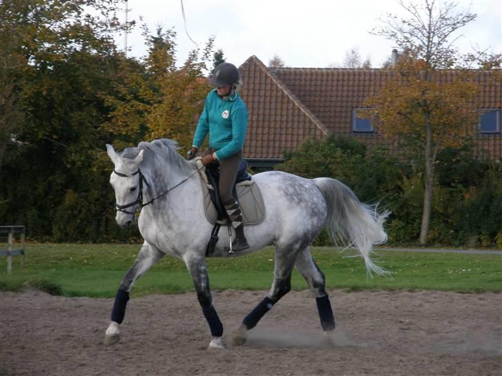 Holstener Niquita (Skimle<'3) - Vi er faktisk ved at blive ret seje til det her dressur :P      Elsker hende <3 Min bette hyps :)                                                     Taget af Line Hald :) billede 7