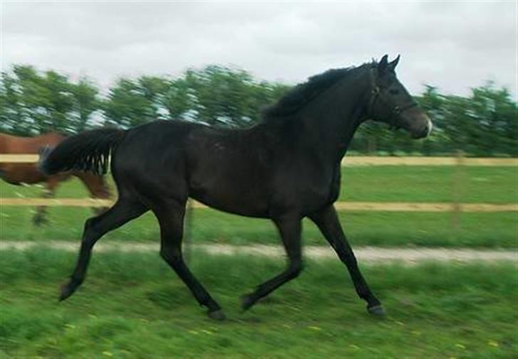 Trakehner Lazio billede 13