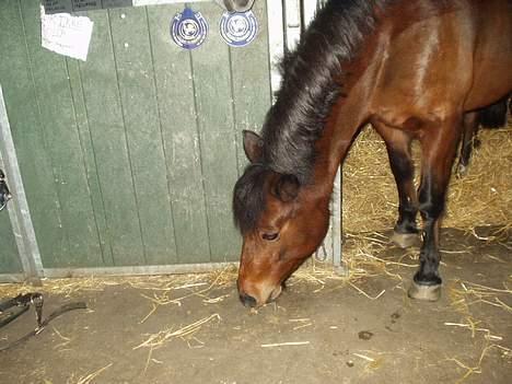 Anden særlig race Ferrytail gammel part :( - spiser lige mad billede 15
