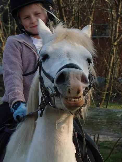 Welsh Mountain (sec A) Cinderella(solgt) -   01-04-07 billede 14