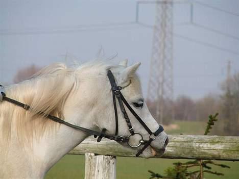 Welsh Mountain (sec A) Cinderella(solgt) -  01-04-07 billede 16