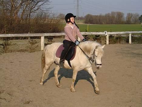 Welsh Mountain (sec A) Cinderella(solgt) -  01-04-07 billede 19