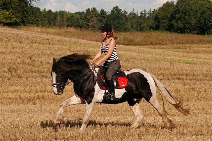 Irish Cob <3 Kaipo <3  - # 8. Skøn galop udover markerne.. Taget den 21 august 2010 af Tanja Andersen (Jovenofoto) billede 7
