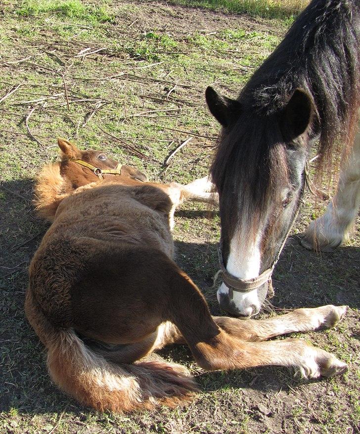 Irish Cob <3 Kaipo <3  - # 7.Kaipo passer på sin datter Akahana.  Taget d. 16/10-2010 billede 6