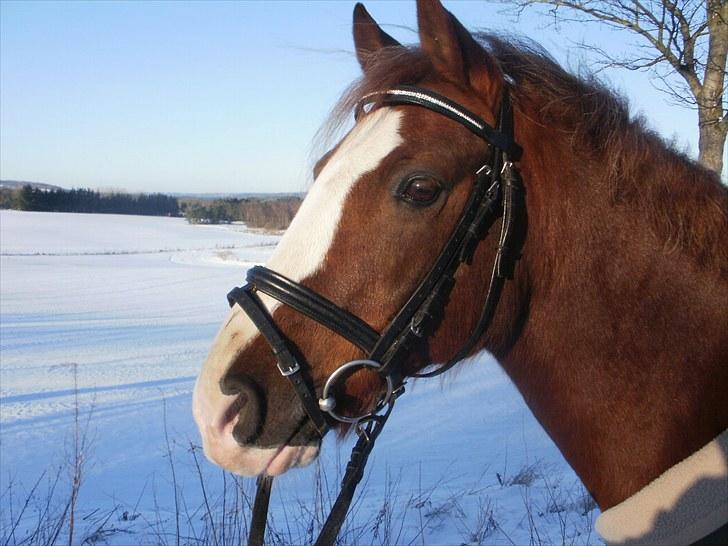 Anden særlig race Rocky - Solgt  - Velkommen til Rocky´s profil.. <3333 billede 2