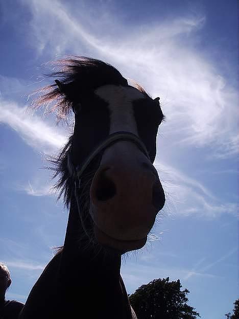 New Forest Roløkke Filur - super-mand ! © fotograf rie r billede 16