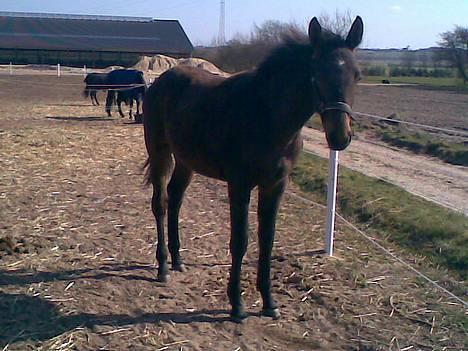 Anden særlig race Da Vinci - så her er jeg os på fold billede 12