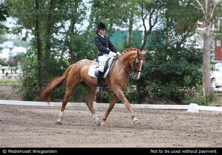 Dansk Varmblod Cathila - verdens bedste billede 16