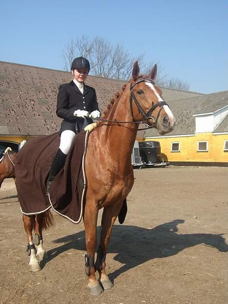 Dansk Varmblod Cathila - stævneee billede 17