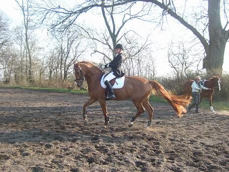 Dansk Varmblod Cathila - Opvarmning til springning! Hahaha, Vi er så seje til dressur! :D billede 18