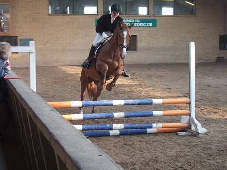 Dansk Varmblod Cathila - Thila i den anden LD :) billede 19