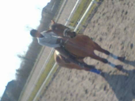 Dansk Varmblod Excalibur Fight(Calle)død - En lille pause.. Det er hårdt moar :) billede 16