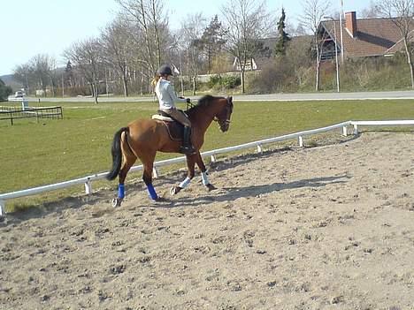 Dansk Varmblod Excalibur Fight(Calle)død - Han er bare så søød :) elsker ham ! <´3 billede 17