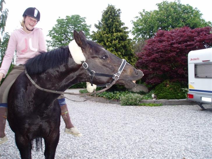 Dansk Varmblod Castello (†08) - .. Hahaa :b Var ved at dø af grin. Han fik lagkage og han blev bare ved og ved og ved med at flehme <3 Elsker ham! billede 5