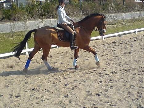 Dansk Varmblod Excalibur Fight(Calle)død - Han har en kæmpe galop ! Han er så dejlig at sidde på. :) billede 18