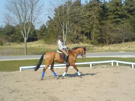 Dansk Varmblod Excalibur Fight(Calle)død - Jeg elsker diig Calle <´3 Du bar så fiin :) billede 19