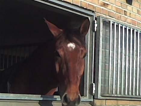 Dansk Varmblod Excalibur Fight(Calle)død - Tager lige en slapper ud af vinduet <´3  billede 20