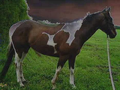Paint Junior *R.I.P* :'( billede 17