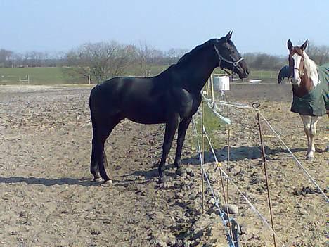 Hannoveraner Dream-Star billede 15